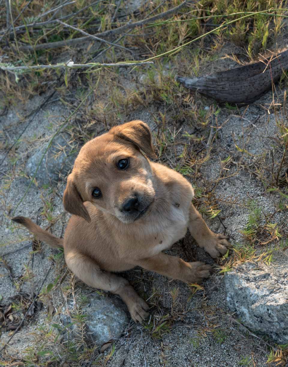 Saints and puppies in Oaxaca – Gallery