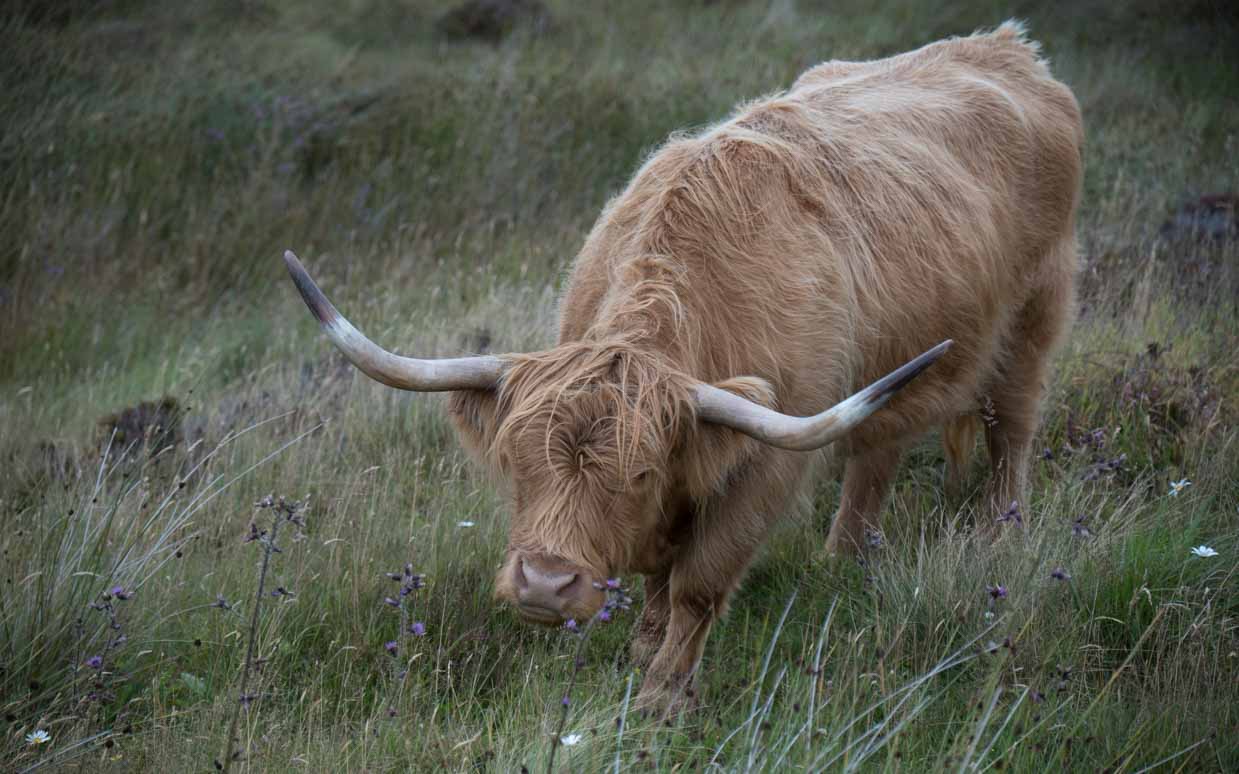 Schottland Eindrücke – Galerie