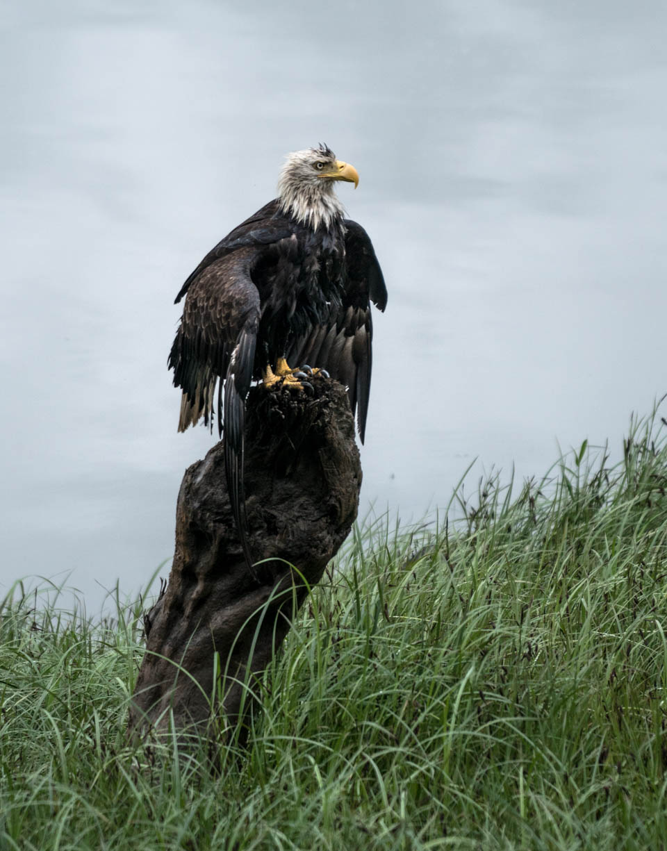 Vom kanadischen Regenwald in den Sommer – Galerie