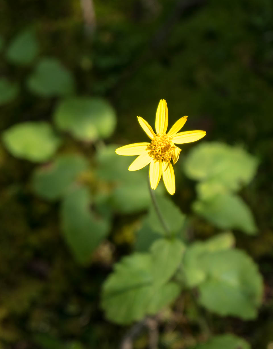 Jasper Nationalpark – Galerie