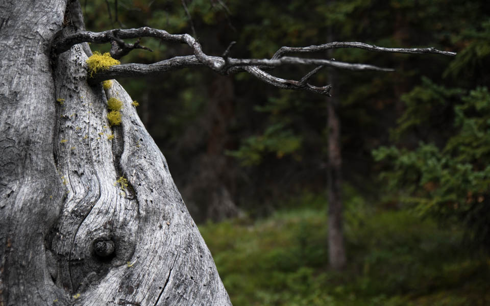 Icefields Parkway – Gallery