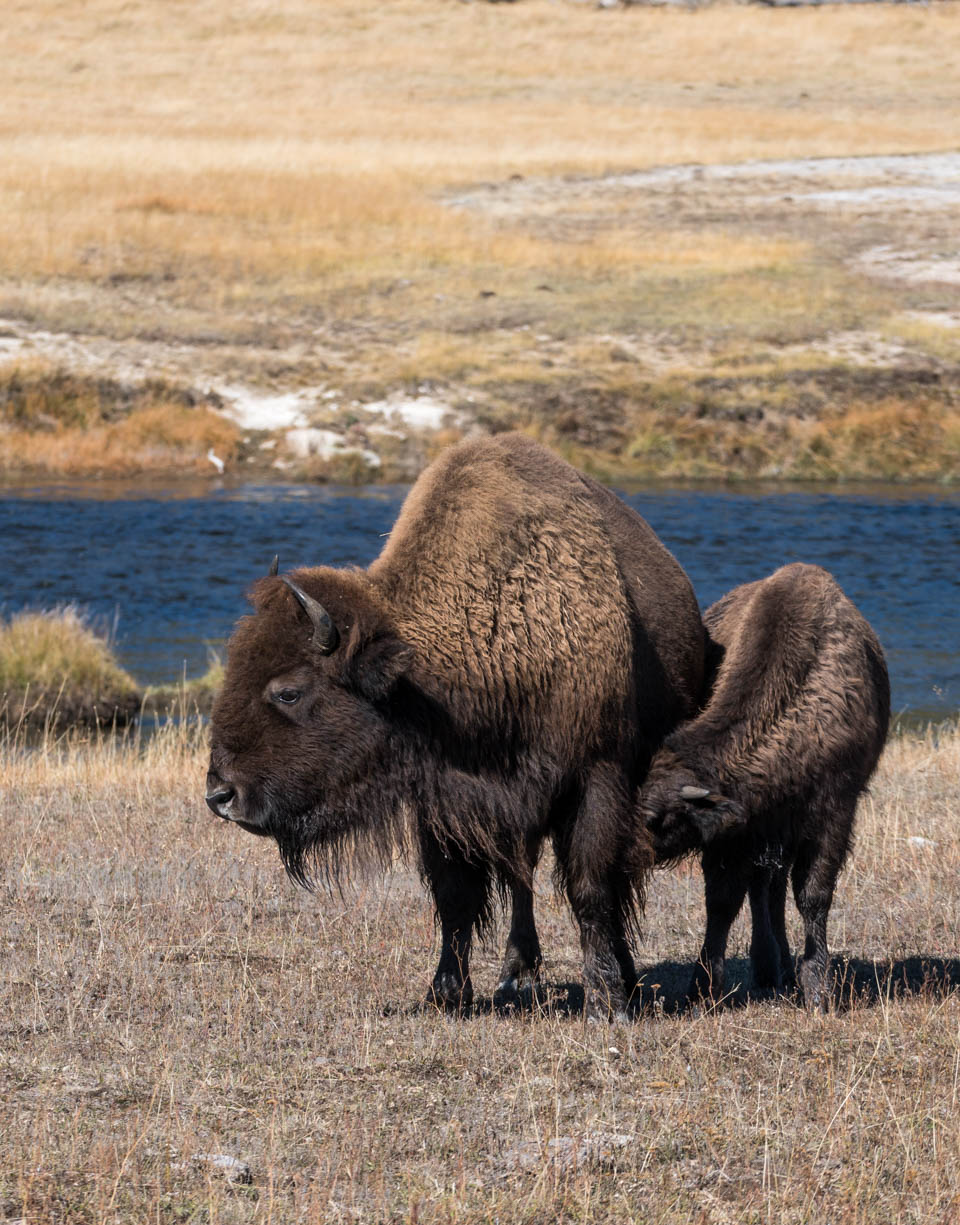 Almost winter at Yellowstone – Gallery